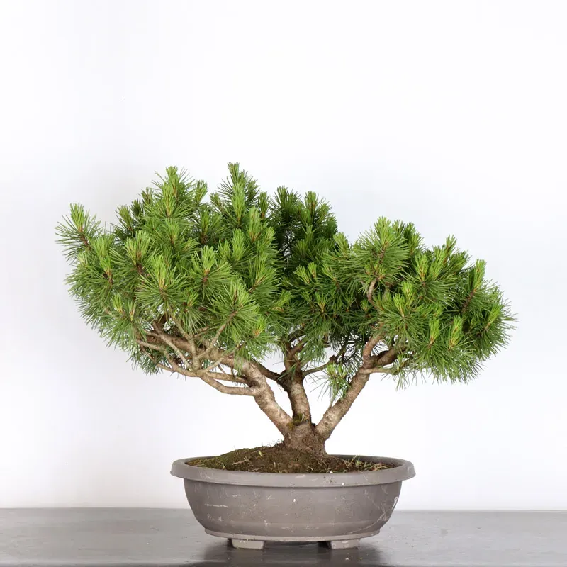 Pin mugo bonsai PM-1-12