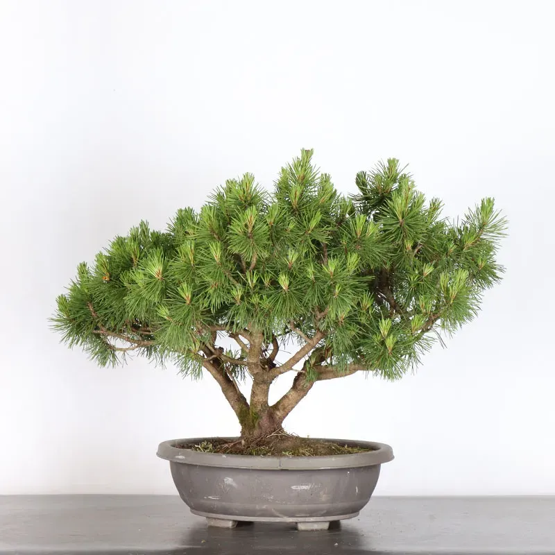 image supplémentaire - BONSAI PIN MUGO 1-12