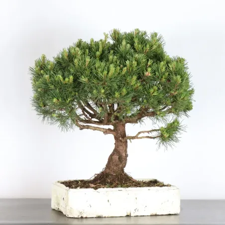 Mugo Bonsai Pine PM-1-15