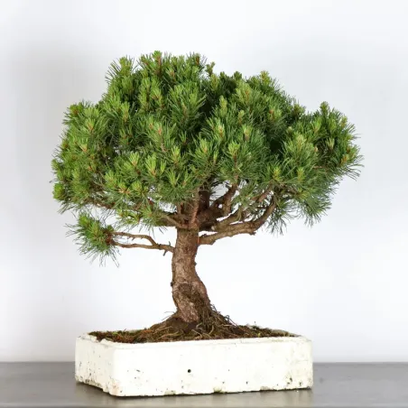 image supplémentaire - BONSAI PIN MUGO 1-15