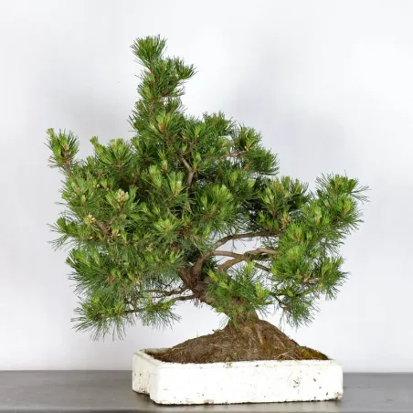 BONSAI PINUS MUGO 1-17