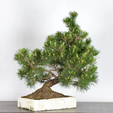 image supplémentaire - BONSAI PIN MUGO 1-17