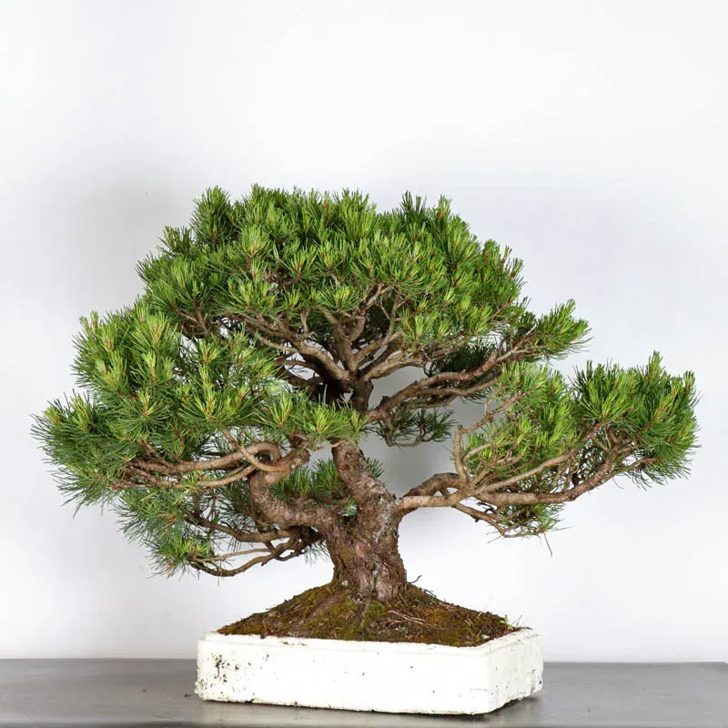 BONSAI PIN MUGO 1-19