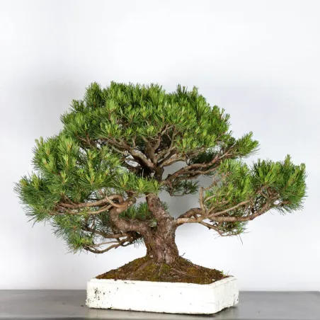 BONSAI PINUS MUGO 1-19