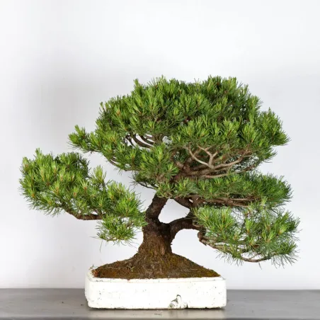 image supplémentaire - BONSAI PIN MUGO 1-19