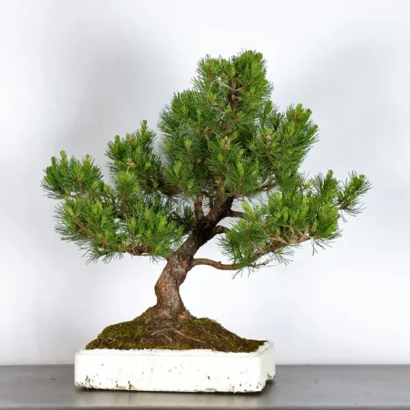 BONSAI PIN MUGO 1-24