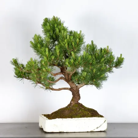 image supplémentaire - BONSAI PIN MUGO 1-24