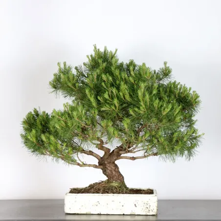 image supplémentaire - BONSAI PINUS MUGO 2-3