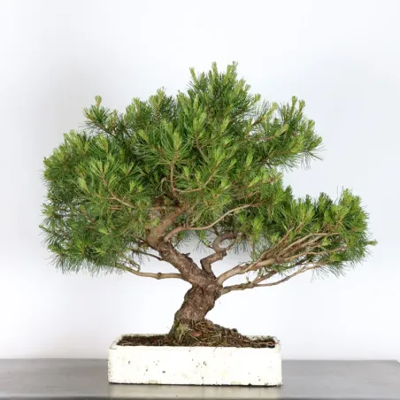 Pin mugo bonsai PM-2-3