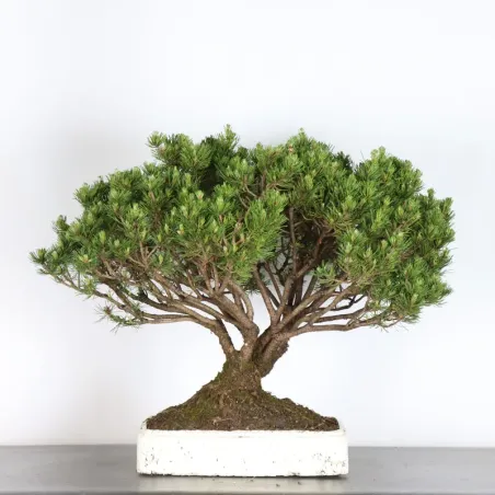 Pin mugo bonsai PM-2-4