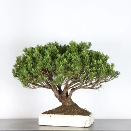 image supplémentaire - BONSAI PIN MUGO 2-4