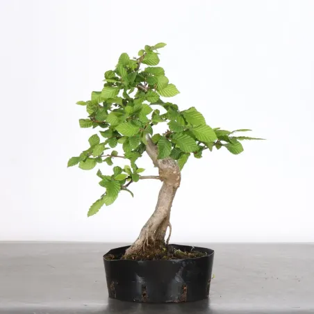 PREBONSAI CHARME "Carpinus" 1-19