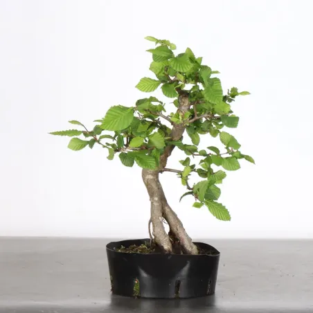 image supplémentaire - PREBONSAI HORNBEAM...