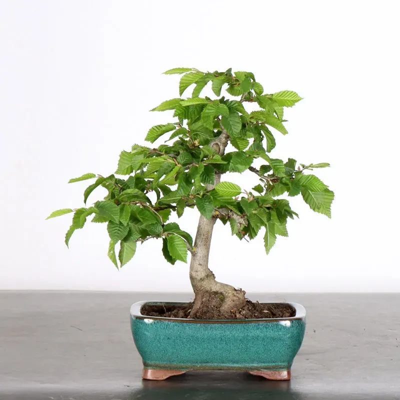 image supplémentaire - CHARME "Carpinus" 2-17