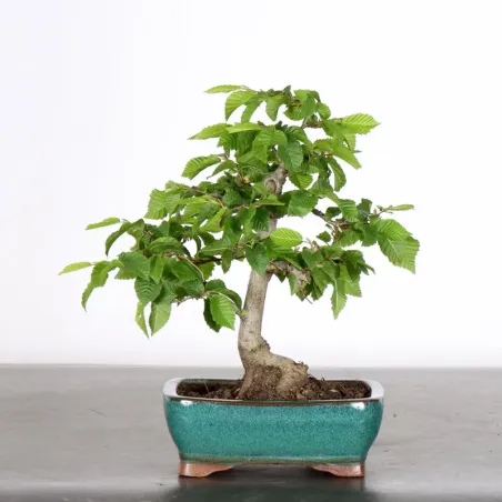 image supplémentaire - CHARME "Carpinus" 2-17