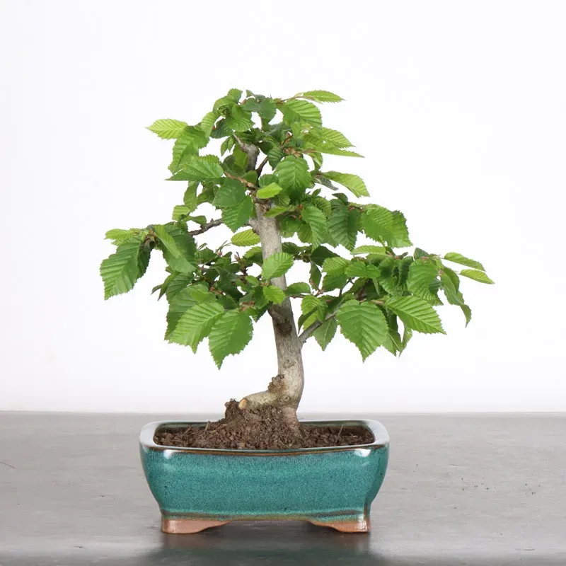 CHARME "Carpinus" 2-17
