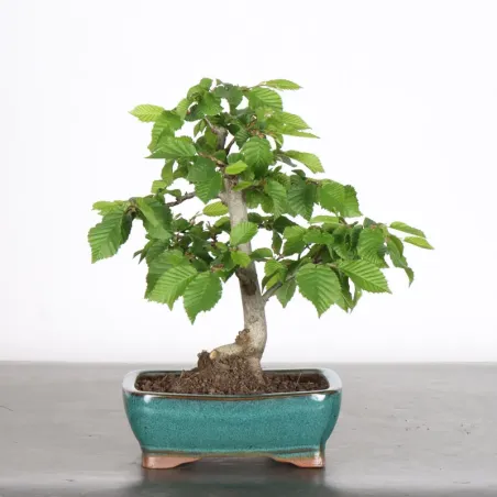 HORNBEAM "CARPINUS" 2-17