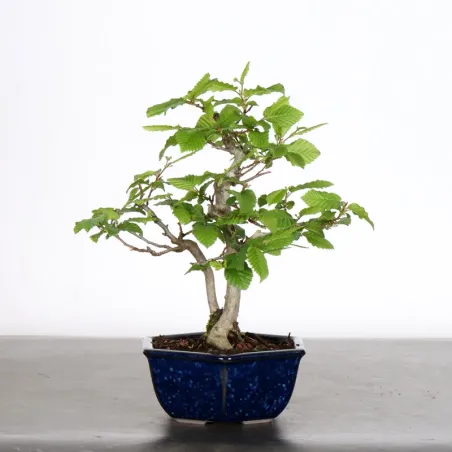 CHARME "Carpinus" 3-14