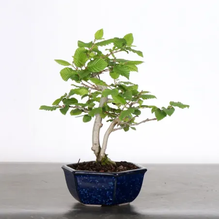 image supplémentaire - CHARME "Carpinus" 3-14