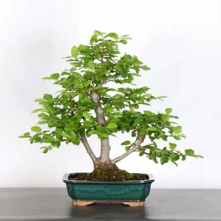 CHARME "Carpinus" 3-17