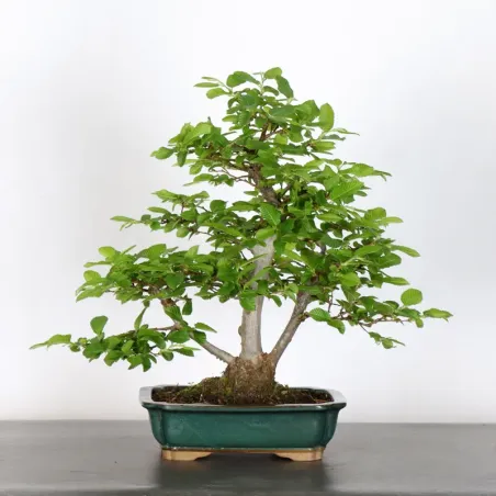 image supplémentaire - HORNBEAM "CARPINUS" 3-17