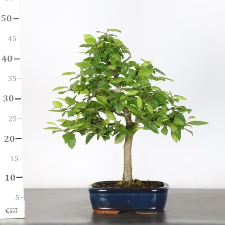 image supplémentaire - CHARME "Carpinus" 3-19