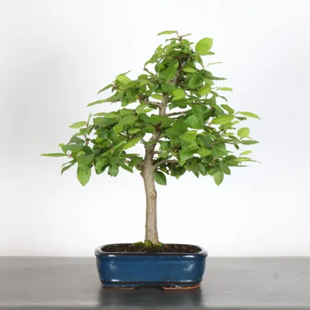 CHARME "Carpinus" 3-19