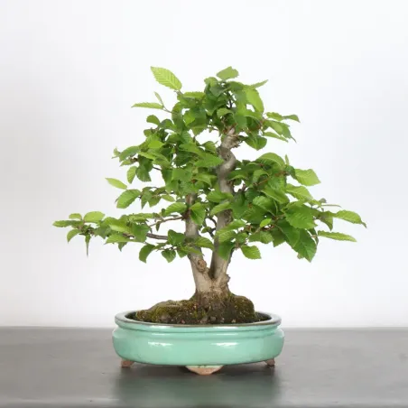 CHARME "Carpinus" 3-20