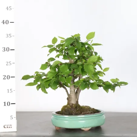 image supplémentaire - CHARME "Carpinus" 3-20