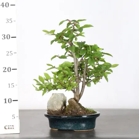 image supplémentaire - Hornbeam "carpinus" 3-21