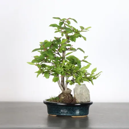 Hornbeam "carpinus" 3-21