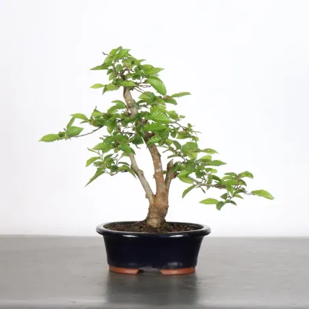 image supplémentaire - CHARME "Carpinus" 3-22