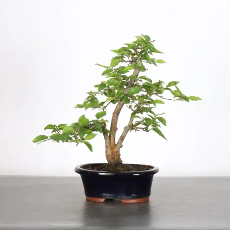 CHARME "Carpinus" 3-22