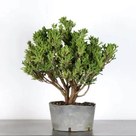 PREBONSAI CRYPTOMERIA DU JAPON 1-2