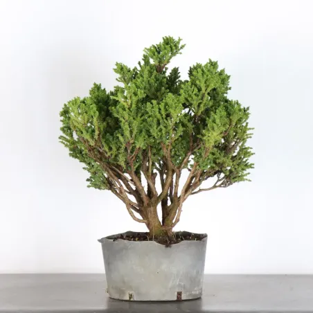 image supplémentaire - PREBONSAI CRYPTOMERIA DU...