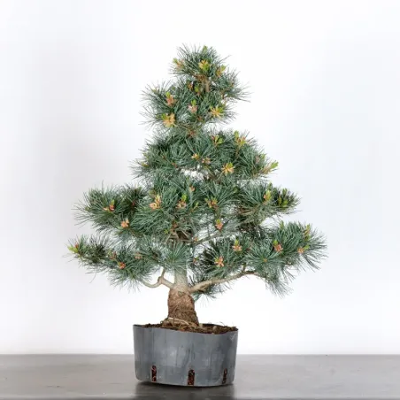 Bonsai Pin Pentaphylla PP-1-11