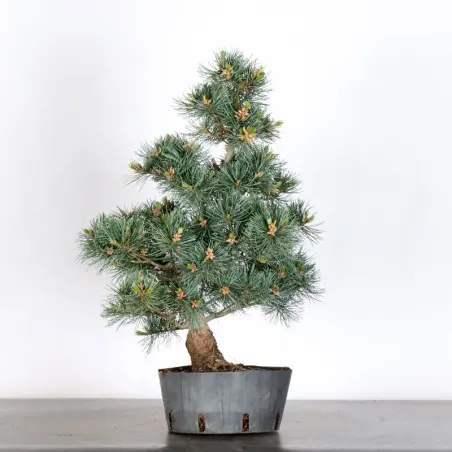 image supplémentaire - PREBONSAI PIN BLANC DU...