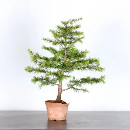 Bonsai Cèdre de l'Atlas