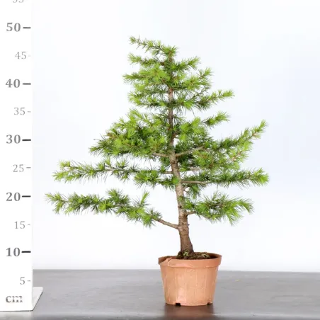 image supplémentaire - Cèdre du Liban "CEDRUS...