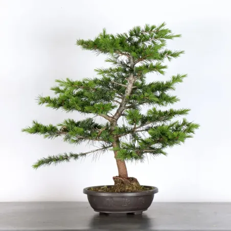 Bonsai Cèdre de l'Atlas