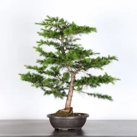 image supplémentaire - cèdre du liban "cedrus...