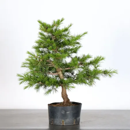 Bonsai Cèdre de l'Atlas