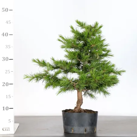 image supplémentaire - Cèdre du Liban "CEDRUS...