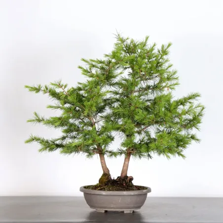 Cèdre du Liban "CEDRUS LIBANI" 1-7