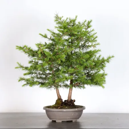 image supplémentaire - Cedar of Lebanon "CEDRUS...