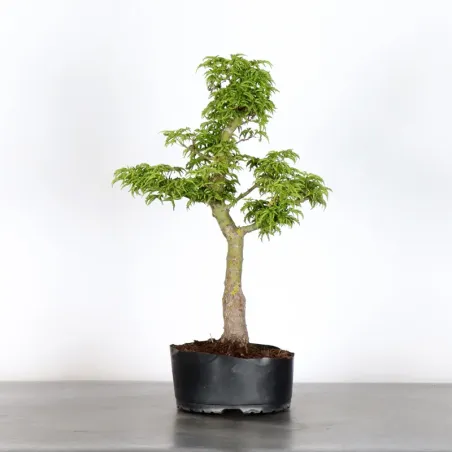 Bonsai Erable Palmatum Shishigashira AS-1-1
