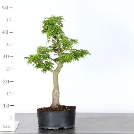 image supplémentaire - prebonsai JAPANESE MAPLE...