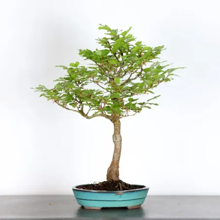 BEECH "FAGUS SYLVATICA" 1-1