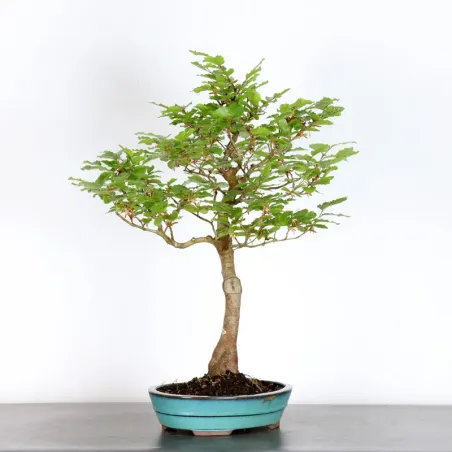 image supplémentaire - HÊTRE "FAGUS SYLVATICA" 1-1