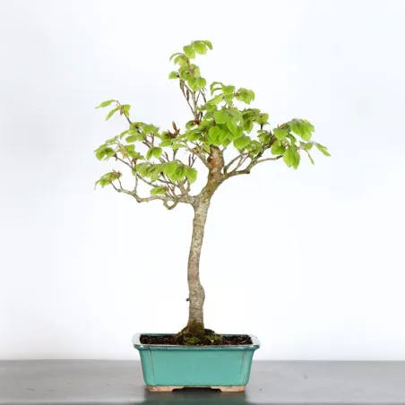 BEECH "FAGUS SYLVATICA" 1-2